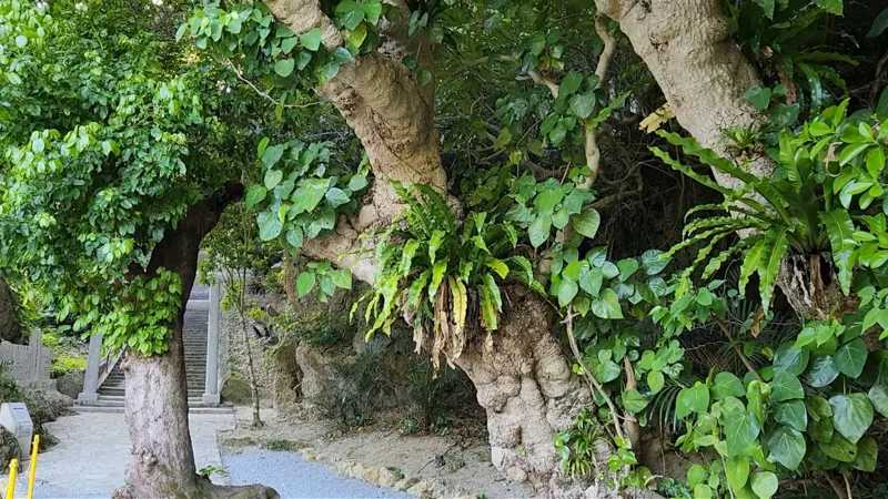 Gran árbol retorcido cubierto de helechos y hojas verdes en Hamahigajima