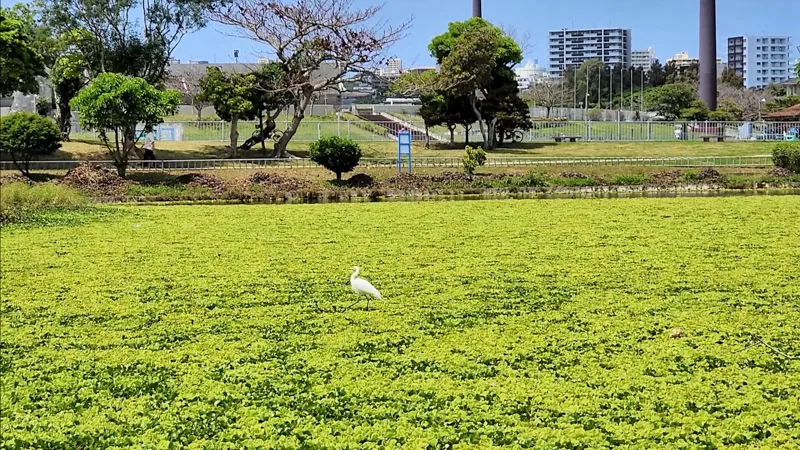 Garza blanca en un prado verde en el Parque Deportivo de Kitanakagusuku Okinawa